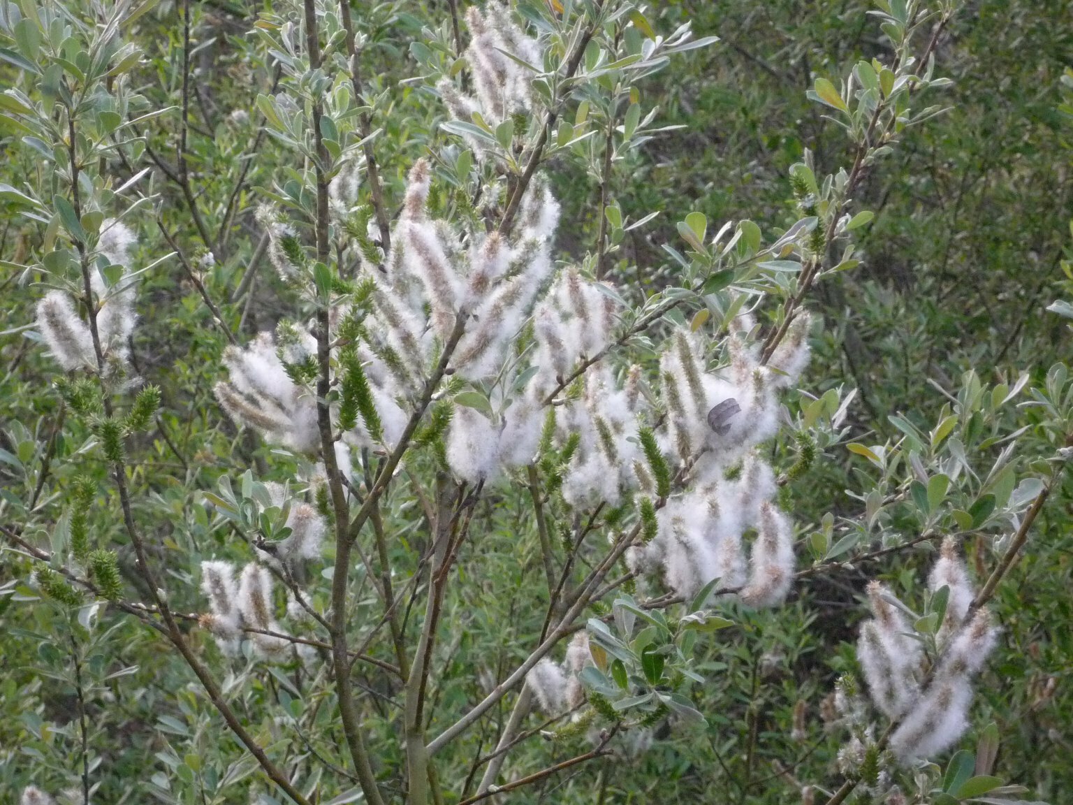 High Resolution Salix lasiolepis Fruit